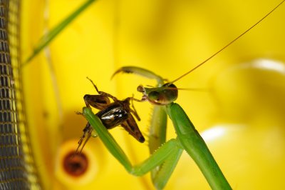 mantis-c12.jpg