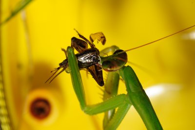 mantis-c14.jpg