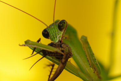 mantis-c2.jpg