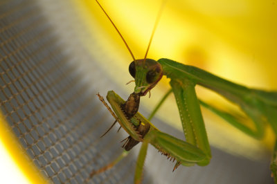 mantis-c5.jpg