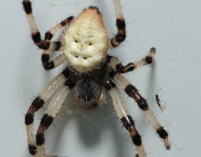 spider.jpg