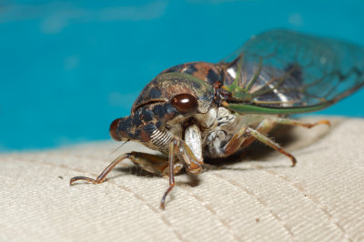cicada.jpg