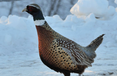 pheasant.jpg