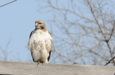 perched2.jpg