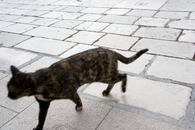 Street cats of Croatia
