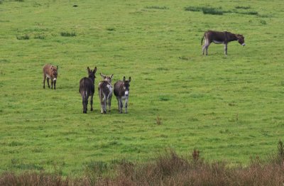 Donkeys