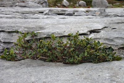 Holly growing in the grykes