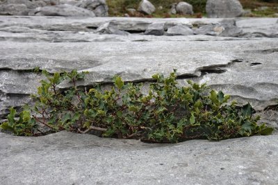 Holly growing in the grykes