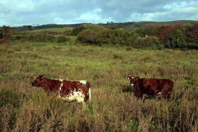 Cows