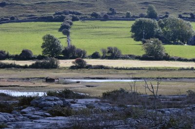 Burren landscape