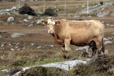 Cow in the Connemara