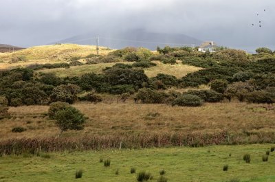 Mayo landscape