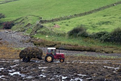 Transport of harvested seaweed