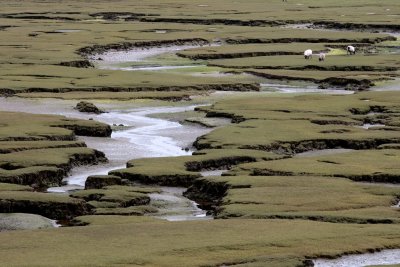 Salt Marsh