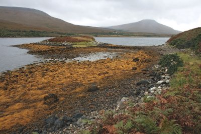 Sea vegetation on the shoreline of the bay