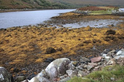 Sea vegetation on the shoreline of the bay