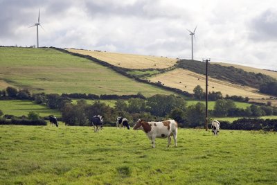 Windmills and cows