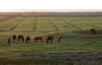 Grazing horses in evening light