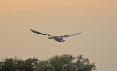 Swan in flight