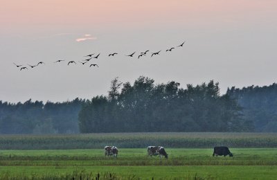 Birds and cows