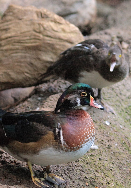 Canard branchu (en train de se faire engueuler par sa douce!)