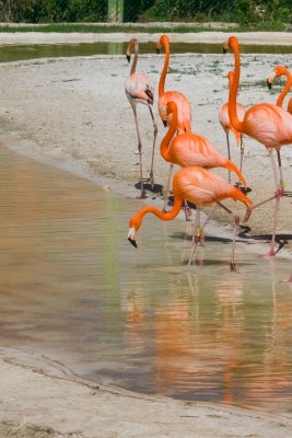 Flamants rose