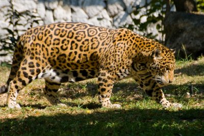 Jaguar
