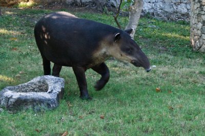 Poloc, le tapir