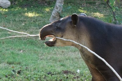 Poloc, le tapir
