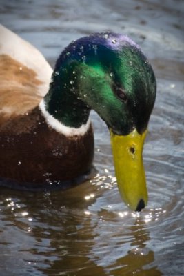 Canard colvert