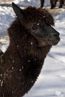 Zoo de Granby en hiver