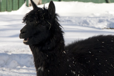 Zoo de Granby en hiver