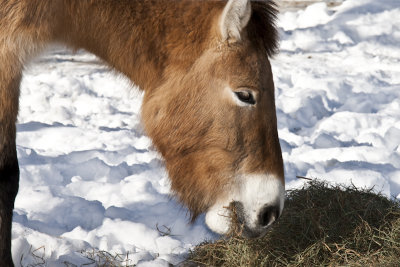 Zoo de Granby en hiver