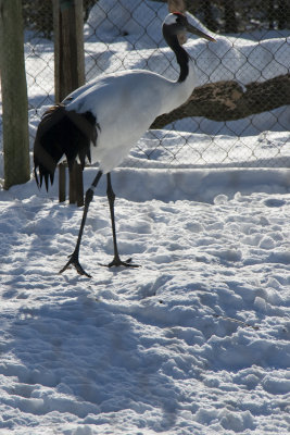 Zoo de Granby en hiver