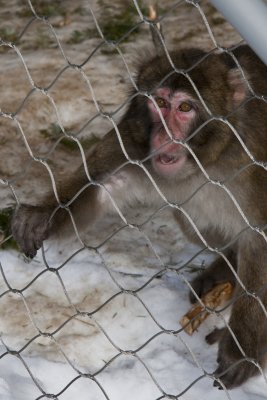 Zoo de Granby en hiver