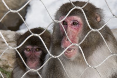 Zoo de Granby en hiver