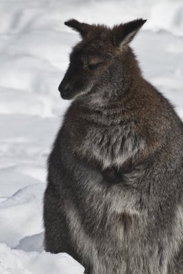 Zoo de Granby en hiver