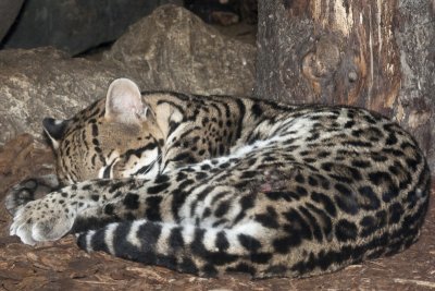 Zoo de Granby en hiver