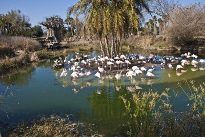 Animal Kingdom