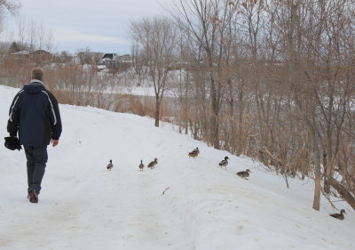 Traverse de canards