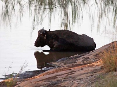 Buffalo dozing in the Sabie River
