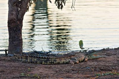 Crocodile lazing on the bank at Sunset Dam