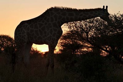 Giraffe at dawn