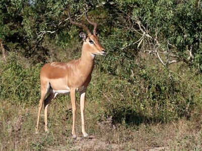 Impala