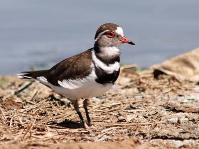 Three-banded Sandplover