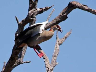 Egyptian Goose