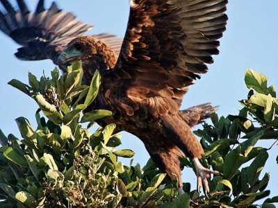 Tawny Eagle