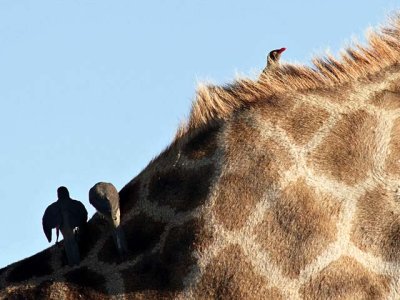 Red-billed Oxpecker, hitch-hiking on a giraffe