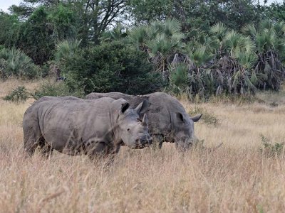 A pair of white rhinos