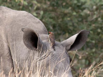 Red-billed Oxpecker hitching a ride on a rhino